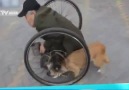 Heartfelt: loyal dog pushes the wheels for disabled beggar!