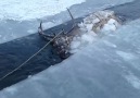 Heartwarming rescue of red deer from frozen Siberian river Credit Newsflare