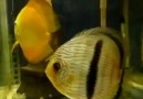 heckel discus