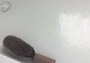 Hedgehog vs. toilet roll in the bath