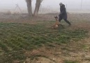 Heeling exercise - Eskişehir Köpek Eğitim Merkezi