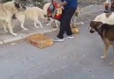 He feeds these street dogs every day. You have our respect!