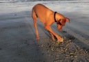 He found a clam! A CLAM!!!