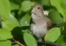 Hekimzade - Harika bir kuş. Sesli izleyin lütfen Facebook