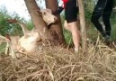 Helal Olsun Size Koca Yürekli Bisikletçiler..