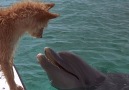 Hello - Dolphin saves Dog! Facebook