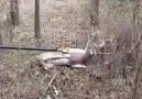 Helping stucked deers
