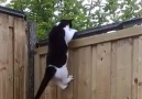 Help keep your cat in your yard with this fence attachment.
