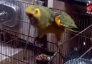 Hemşin Oynayan Papağan Video Uyarlamadır Artvin Sevdasi