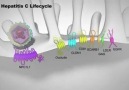 Hepatitis C life cycle