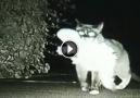 Her Cat Disappeared Every Night, So She Set Up A Hidden Camera...