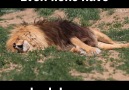Hercules the rescued lion is having one wild dream