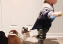 Herding instincts start early for Australian Shepherds.By annikaspack IG