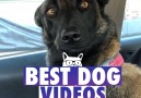Here are the best dogs from 2017!