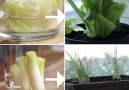 Here are the easiest vegetables to grow in a small space!