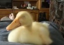 Here have a snoring duck. Enjoy it.