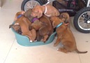 Here's a Pile of Puppies
