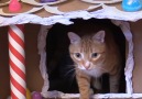 Heres how to make the most gorgeous festive gingerbread house for your cat!