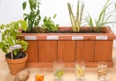 Heres how to regrow everything from scraps !