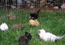 Here's What A Kitten and Bunny Friendship Looks Like...