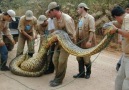 Herim - Evin su deposundan çıkan yılan 15 metrelik yılan !!! Facebook