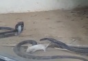 Herim - Mother Rat Saves Baby from Snake Facebook