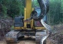 Herim - wow giant snake teases jcb Facebook