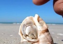 Hermit crab wake up