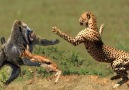Hero Baboon Save Baby Gazelle From Cheetah hunting. See more