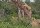 Herşey Dahil - what will be the end of the giraffe Facebook