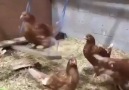 Her tavuk böyle mutlu olmayı ve... - Sevimli Minnoşlar