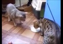 Her Telden Videolar - Bu kediler ne yapıyor.. Facebook