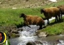 Hesniko krban Sağ üst köşeden sayfayı beğenerek takip edebilirsiniz