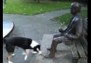 heykelle oynamaya çalışan köpek :)