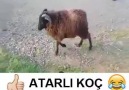 Hey koçum benim