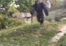 Hiç gorillerin dövüşmesini izledinizmi