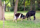Hilarious goats compilation. These goats have sense of humor