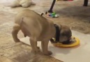 Hilarious moments with dogs and food .