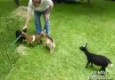 Hiperaktif Keçi (Hyperactive Goats)