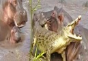 30 Hippos Attack One Crocodile