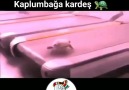 Hırçın Hamsi -