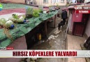 Hırsızı köpekler yakaladı!