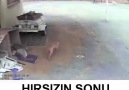 Hırsızın feci sonu )Paylaş lütfen..