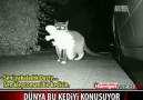 Hırsız Kedi !!!