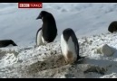 Hırsızlık Yapan Penguen Kameraya Yakalandı