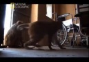 Hırsız Maymunlar - Hastane Baskını