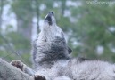 His howl can change the world because it can change people.