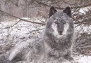 His howl gives you chills. The good kind.