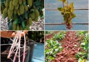 HK Creative - How to grow Jackfruit Sweet Potatoes at home Facebook
