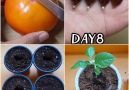 HK Creative - How to grow Persimmons from seed Facebook